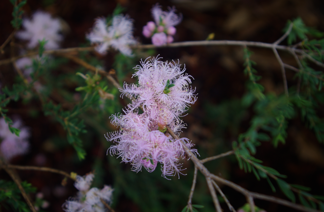melaleuca_pink_lace.png