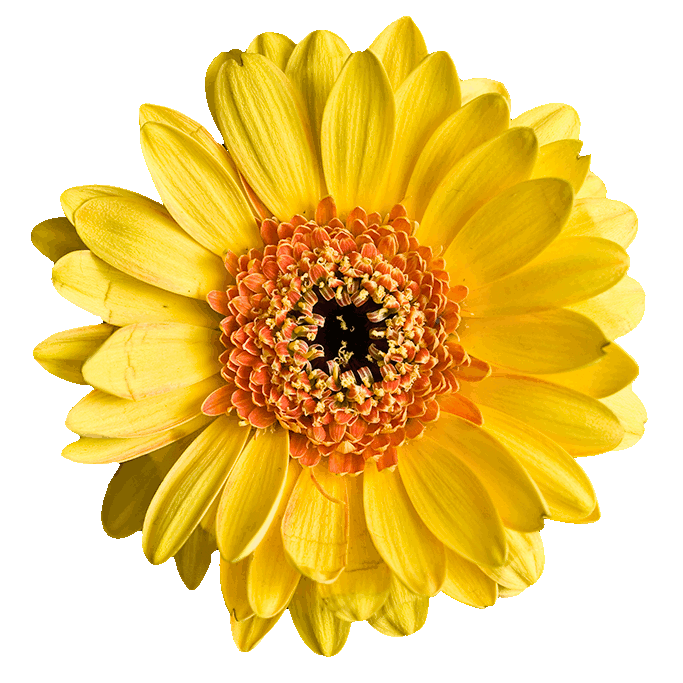 spinning_flower.gif