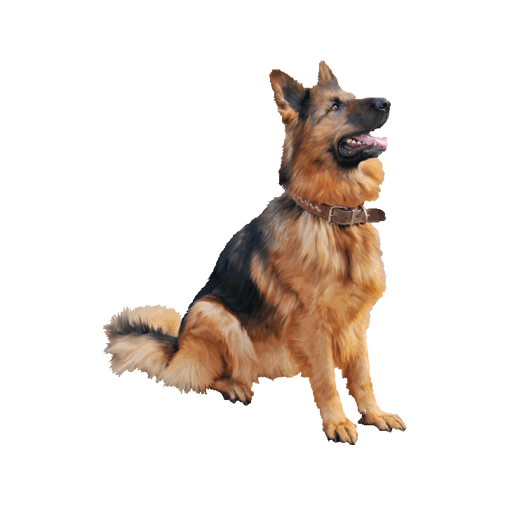 dog.gif