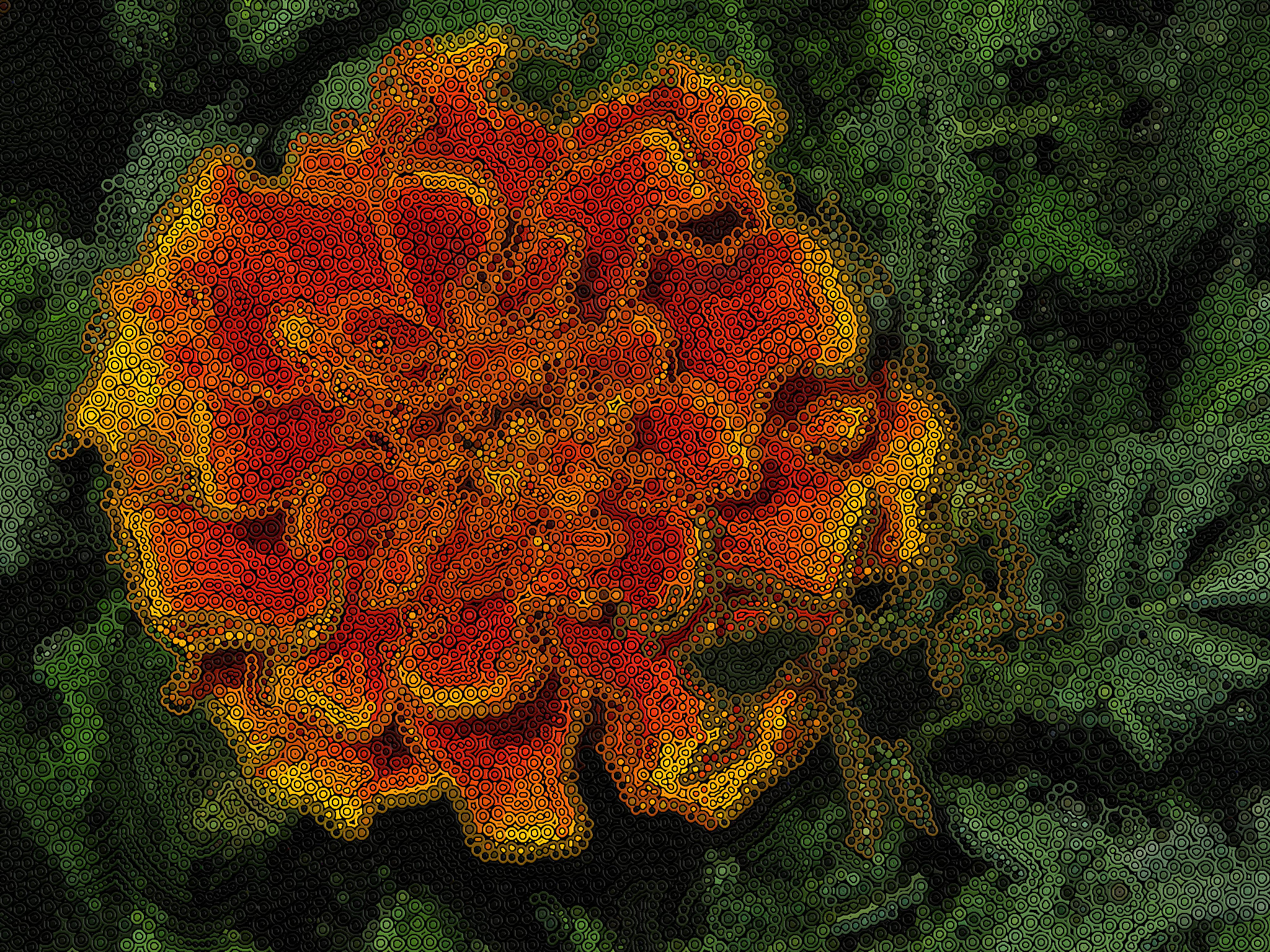 Marigold.jpg