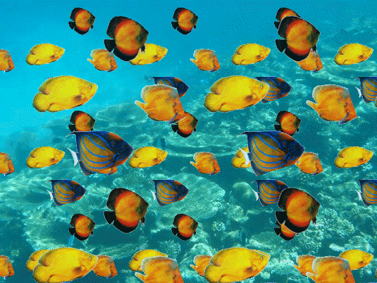 ExoticFishes.gif
