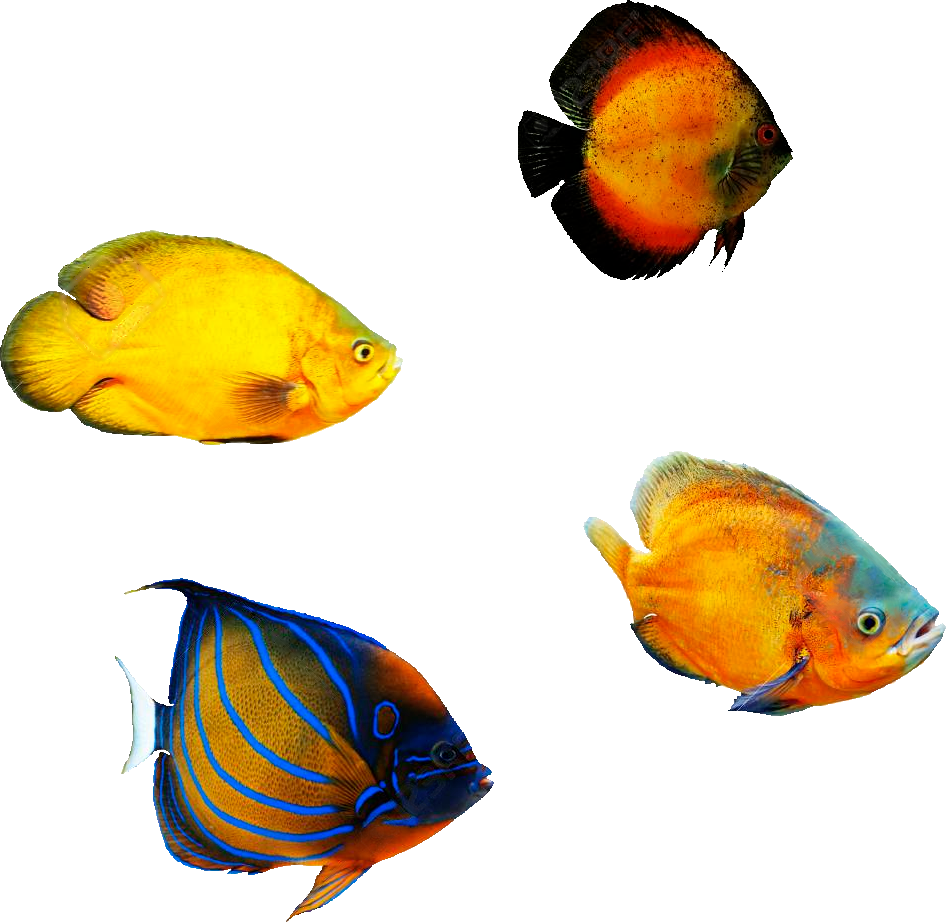 poissons-exotiques01.png