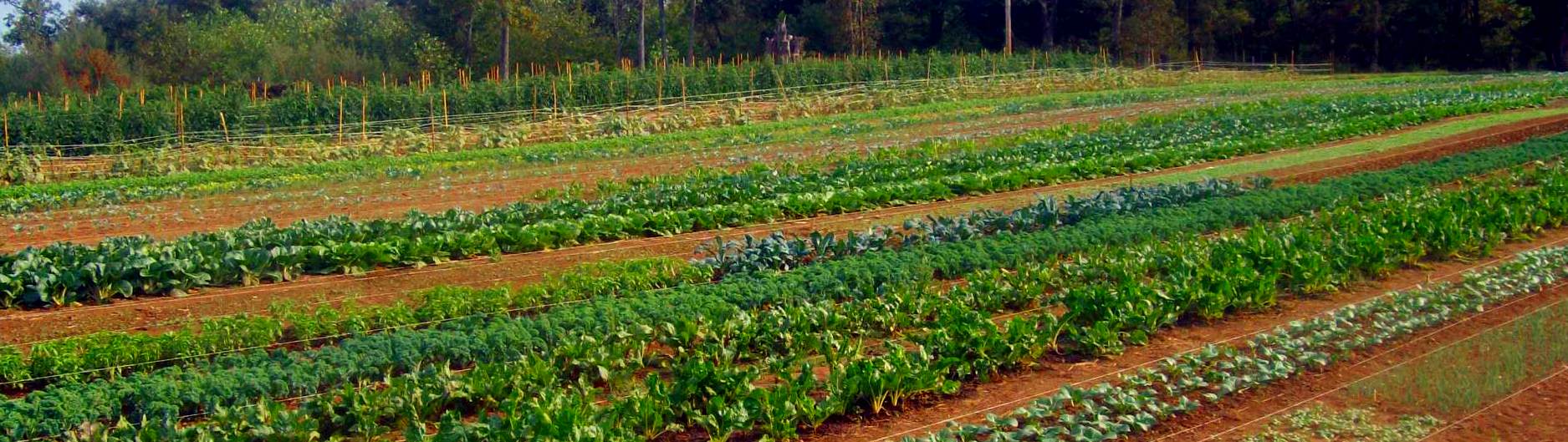 FarmPic2.JPG