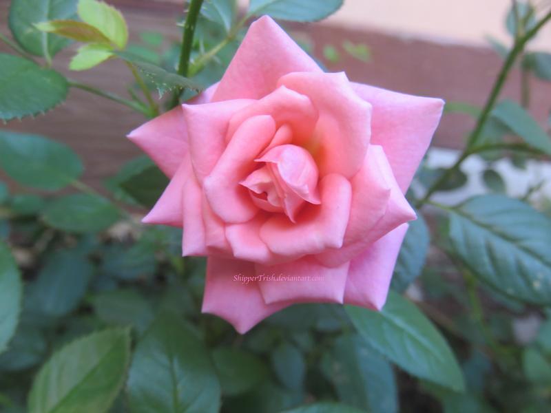 pink_rose_by_shippertrish_ddx1gds-fullview.jpg