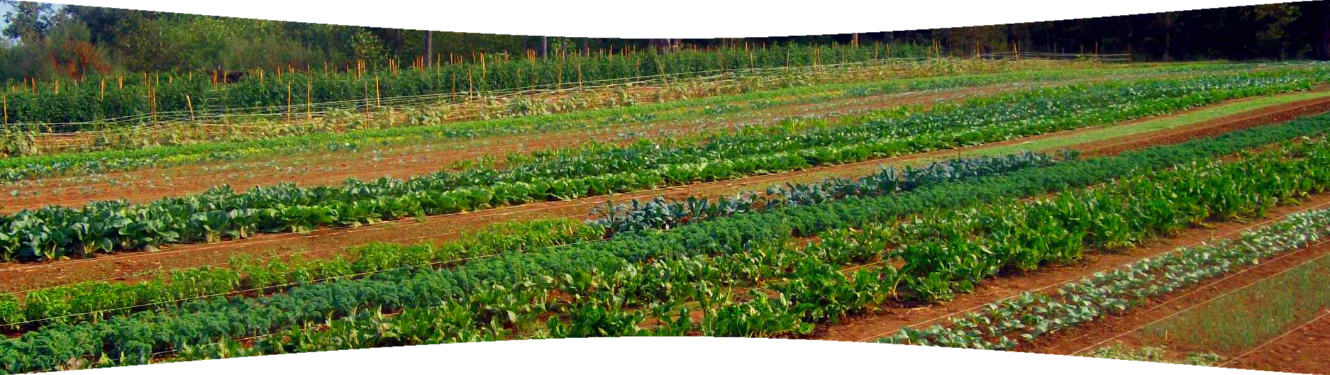 FarmPic2.png