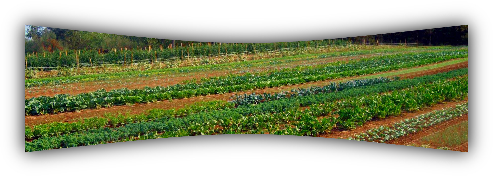FarmBanner.jpg