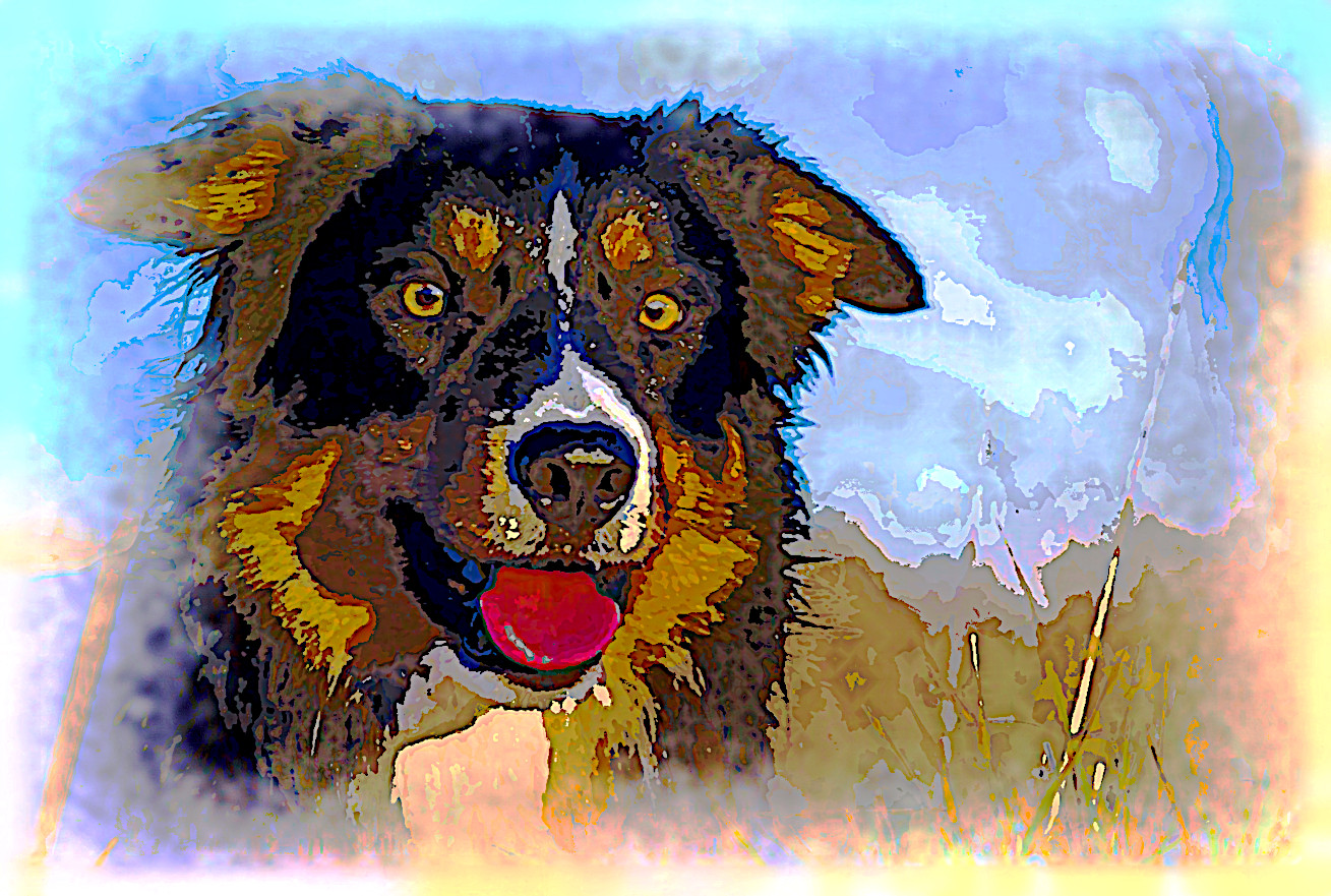 border-collie-4840650_DN_AquarellePlusPlus2_Animal_Issa.jpg