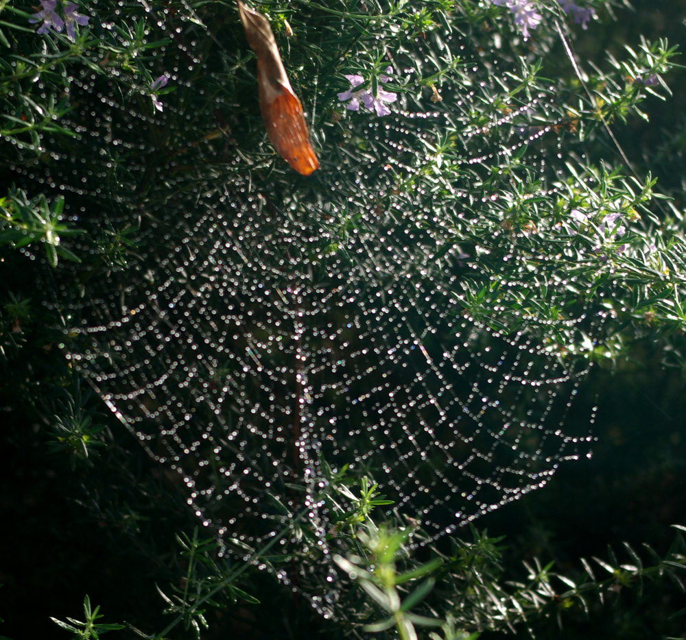 spider3.png
