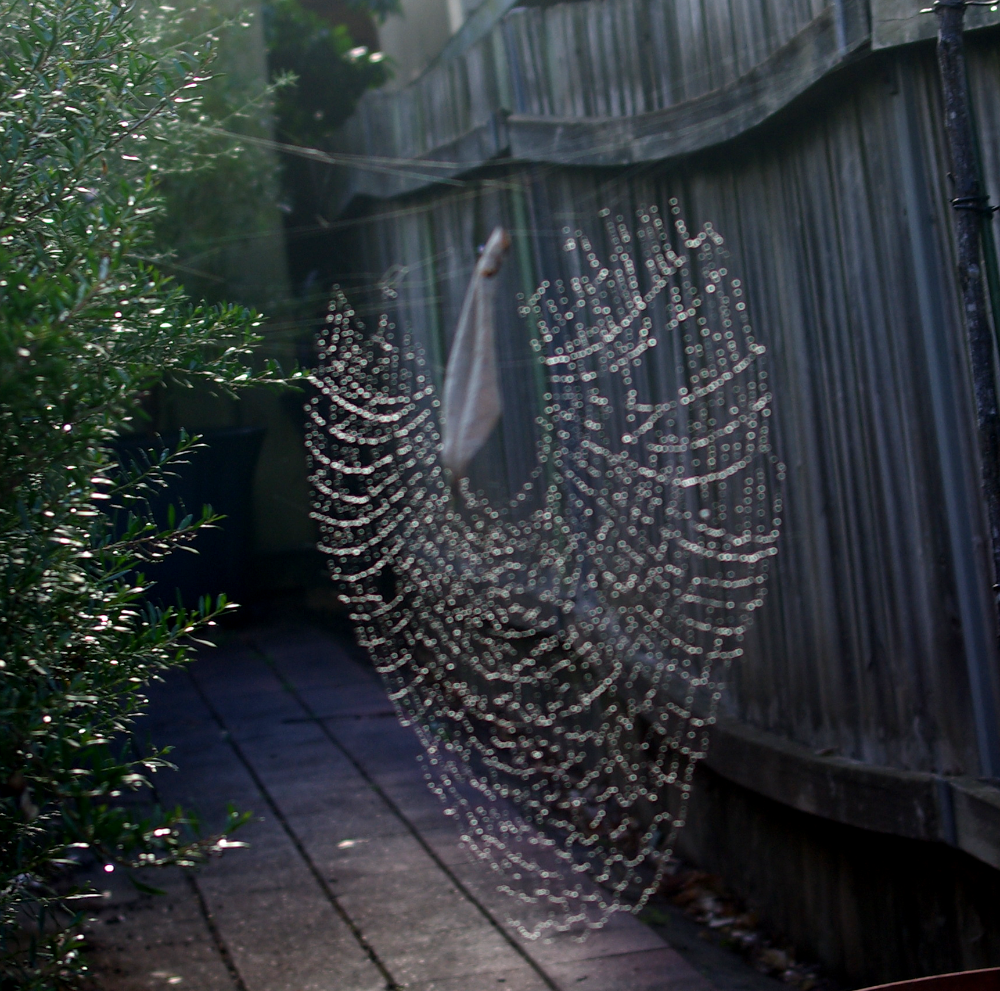 spider2.png