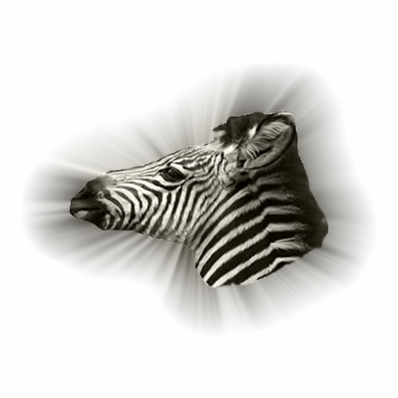 zebra2.jpg