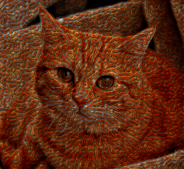 sample_cat.png