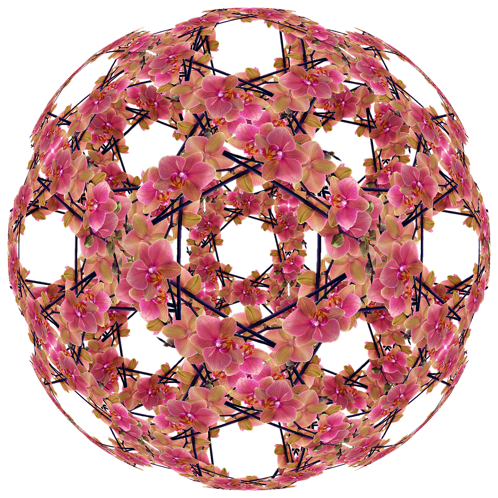 Pink-Moth-Orchid-orsm.png