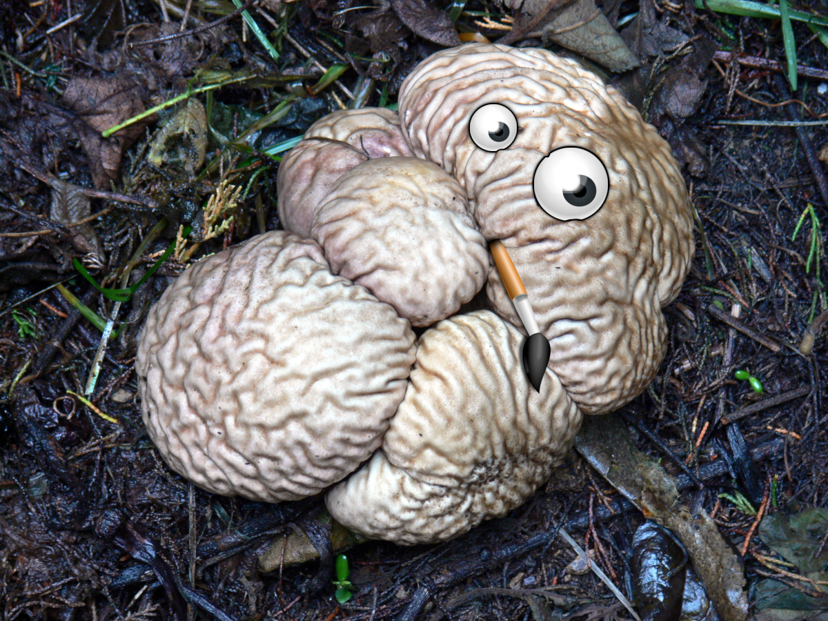 Calvatia-craniiformis-aka-brain-puffball2.jpg