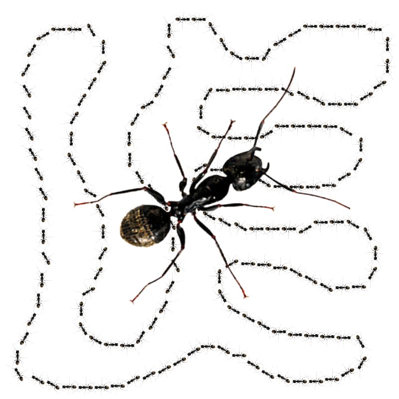 Qruqs formicidae.jpg