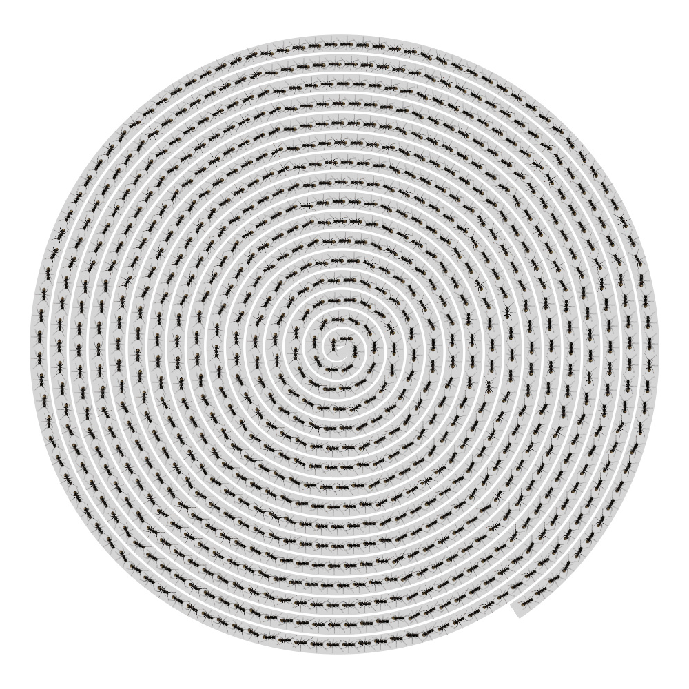 antspiral.jpg