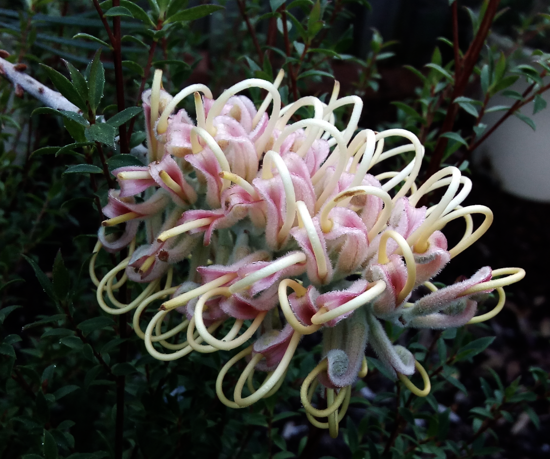 grevillea_caloundra_gem.png