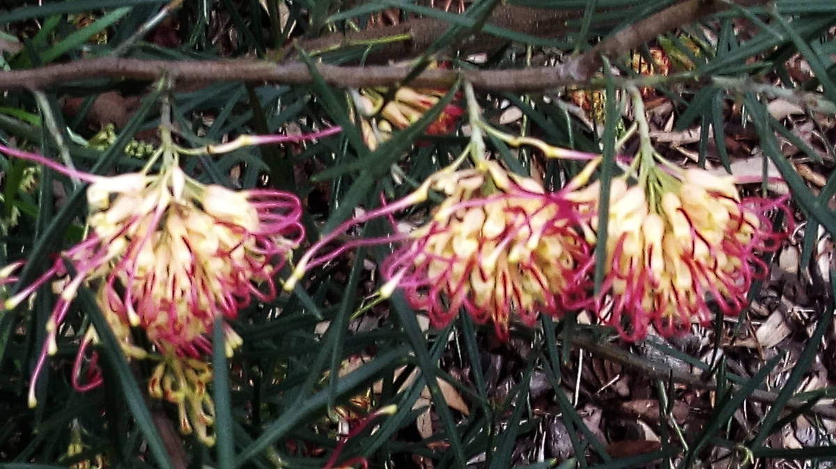 Grevillea_flora_mason.png