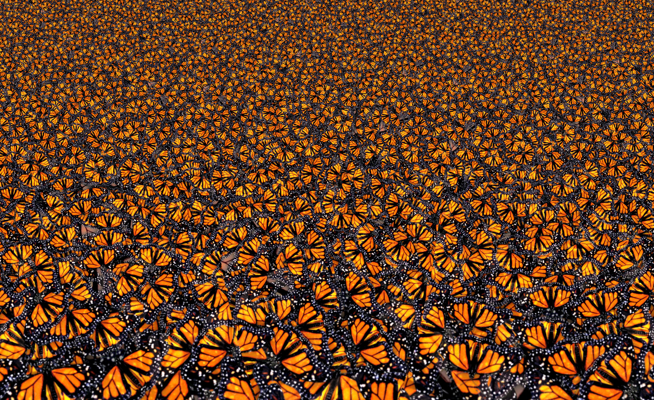 Monarch_swarm.jpg