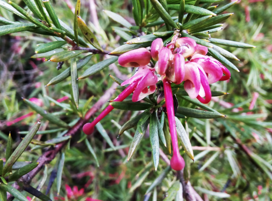 Grevillea_ X_juniperina_pink_lady.png