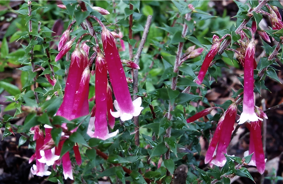 Epacris_Longiflora_(panpipes).png