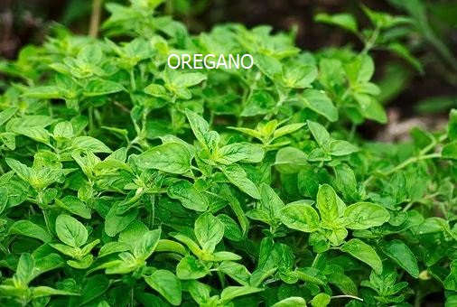 Oregano for Video White Lettering.jpg