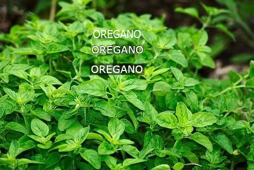Oregano for Video White Lettering example.jpg