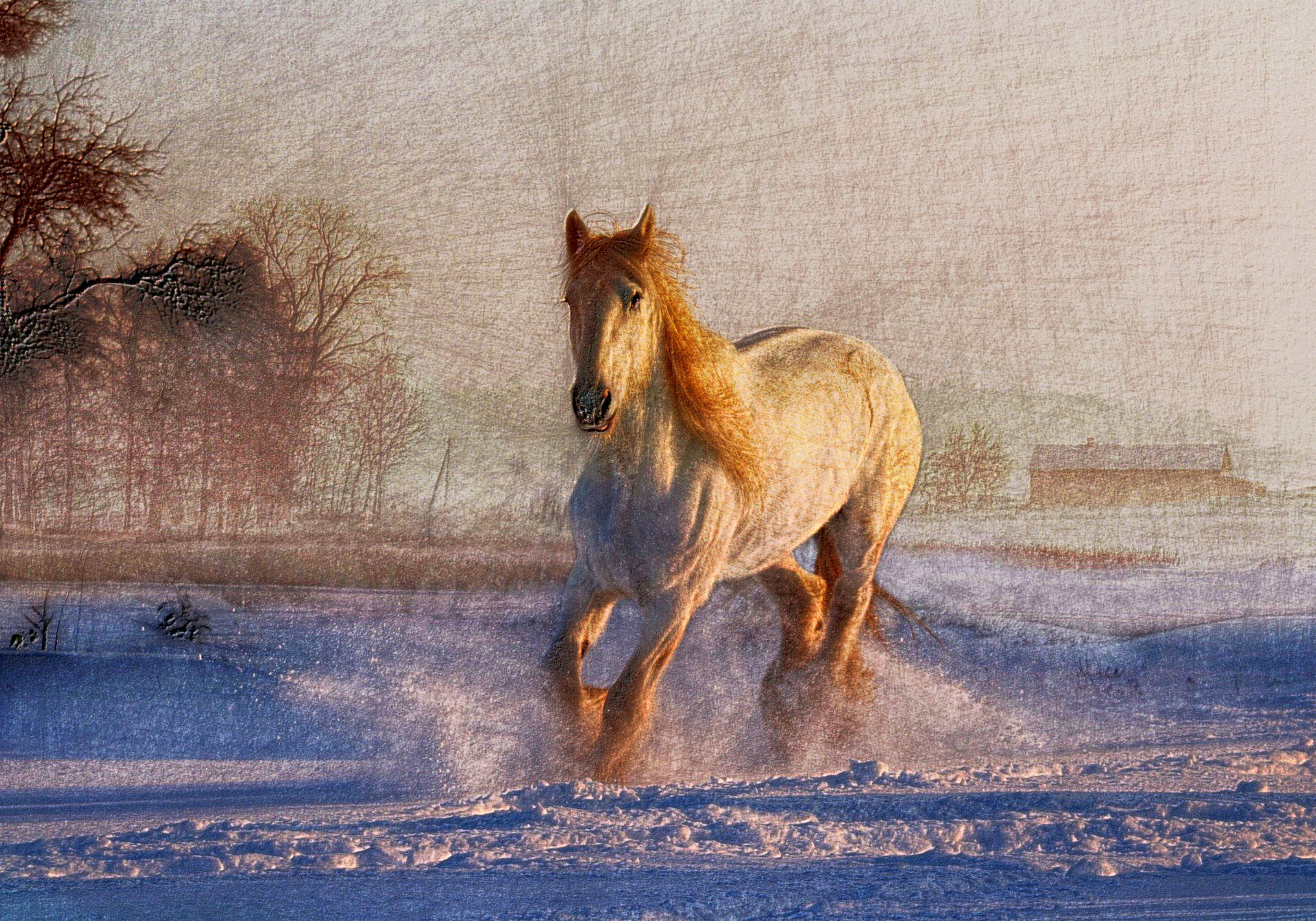 2020-08-22 13-56-37white-horse-3010129_1920 with a draw on black effect, using option colours and pencil lead=HB.jpg
