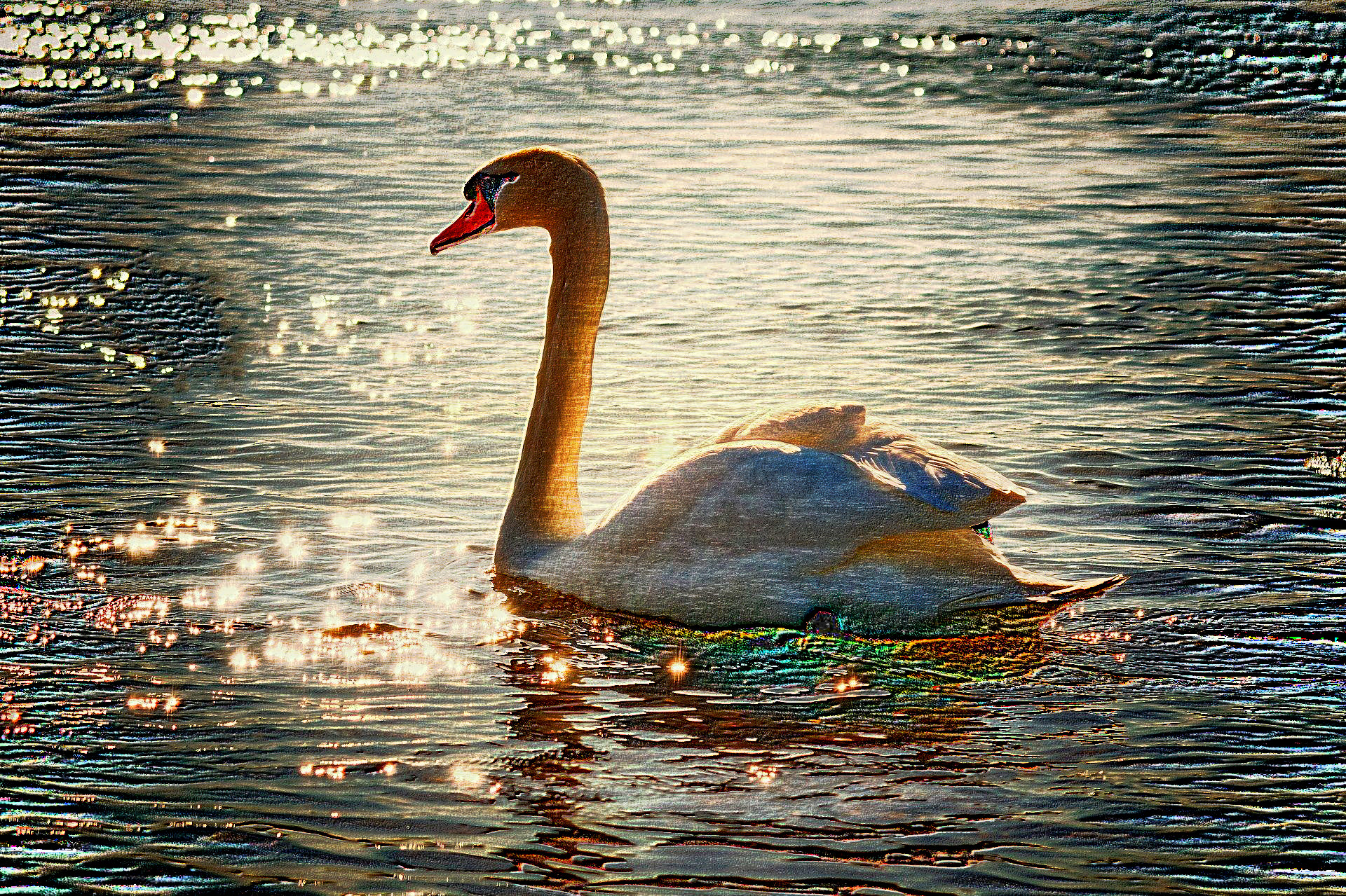2020-08-22 14-07-12swan-2077219_1920 with a draw on black effect, using option colours and pencil lead=HB.jpg