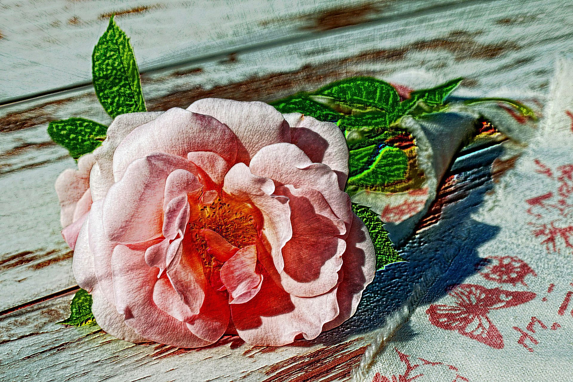 2020-08-22 14-17-57rose-2378156_1920 with a draw on black effect, using option colours and pencil lead=HB.jpg