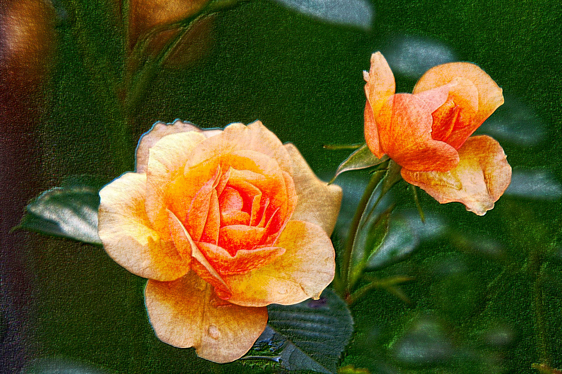 2020-08-22 14-18-30rose-616013_1920 with a draw on black effect, using option colours and pencil lead=HB.jpg