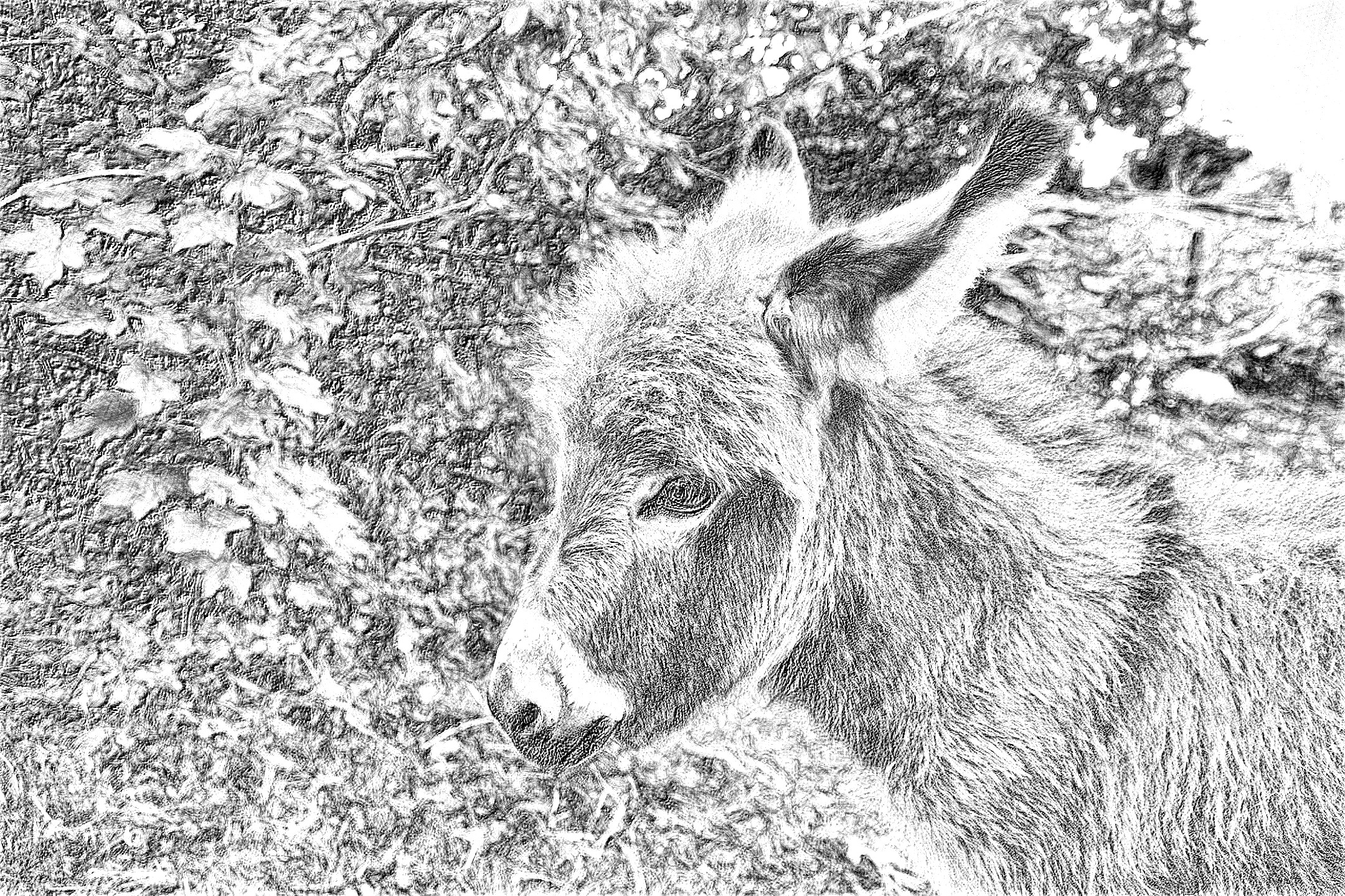 donkey-5086389_DN_DrawingEffects_B&W(GEGL desat C2G).jpg