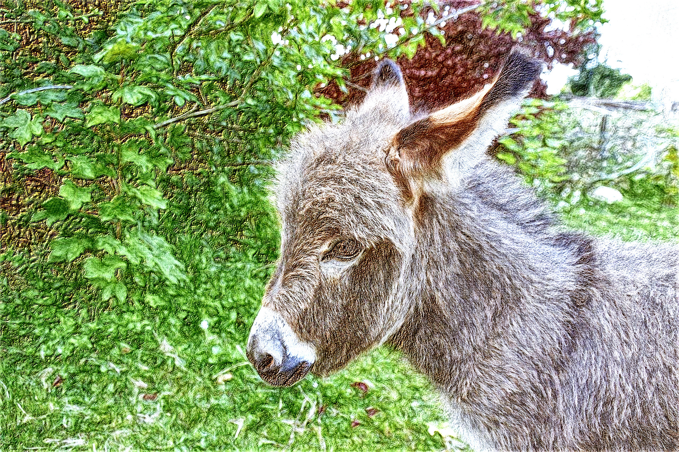 donkey-5086389_DN_DrawingEffects_Colour(GEGL desat C2G).jpg