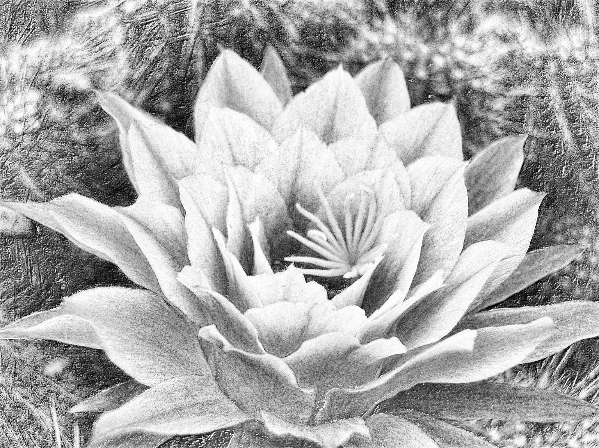 flower_by_discopiggy2_d51s84_DN_DrawingEffects_B&W(GEGL desat C2G).jpg