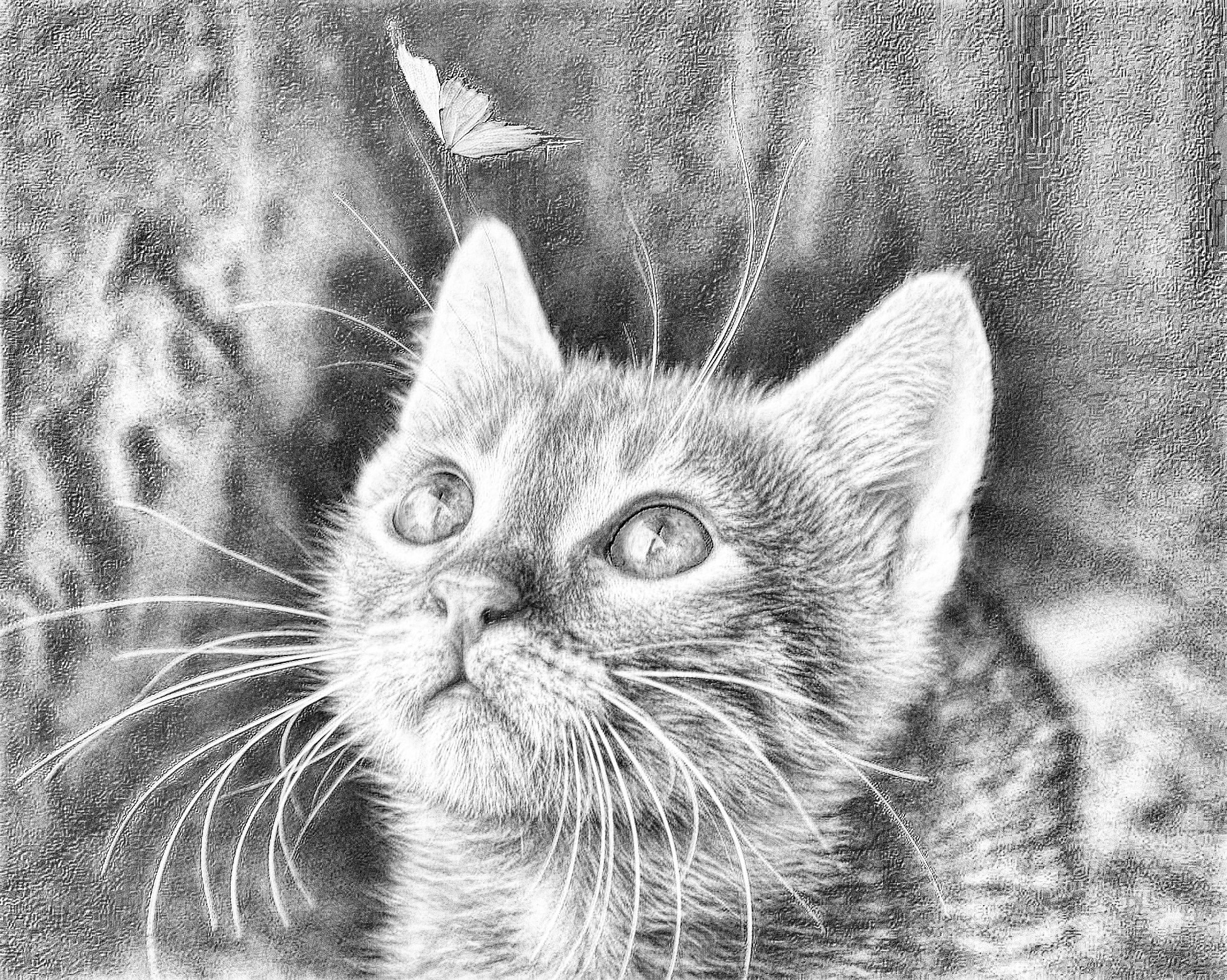 cat-4277400_DN_DrawingEffects_B&W_GEGL.jpg