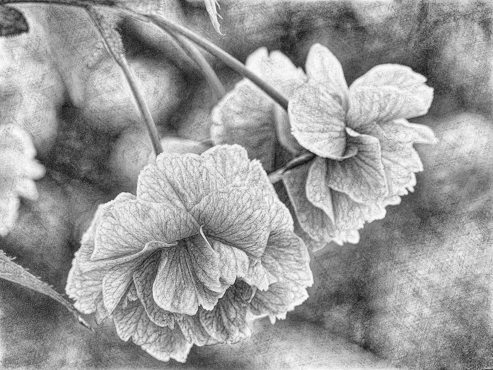 cherry-blossoms-5061094_DN_DrawingEffects_B&W(GEGL desat C2G).jpg