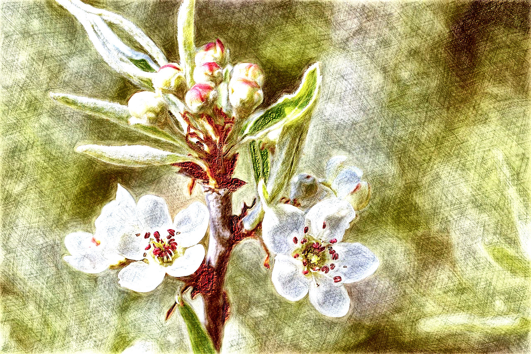pear-4987201_DN_DrawingEffects_Colour_HH pencil(GEGL desat C2G).jpg