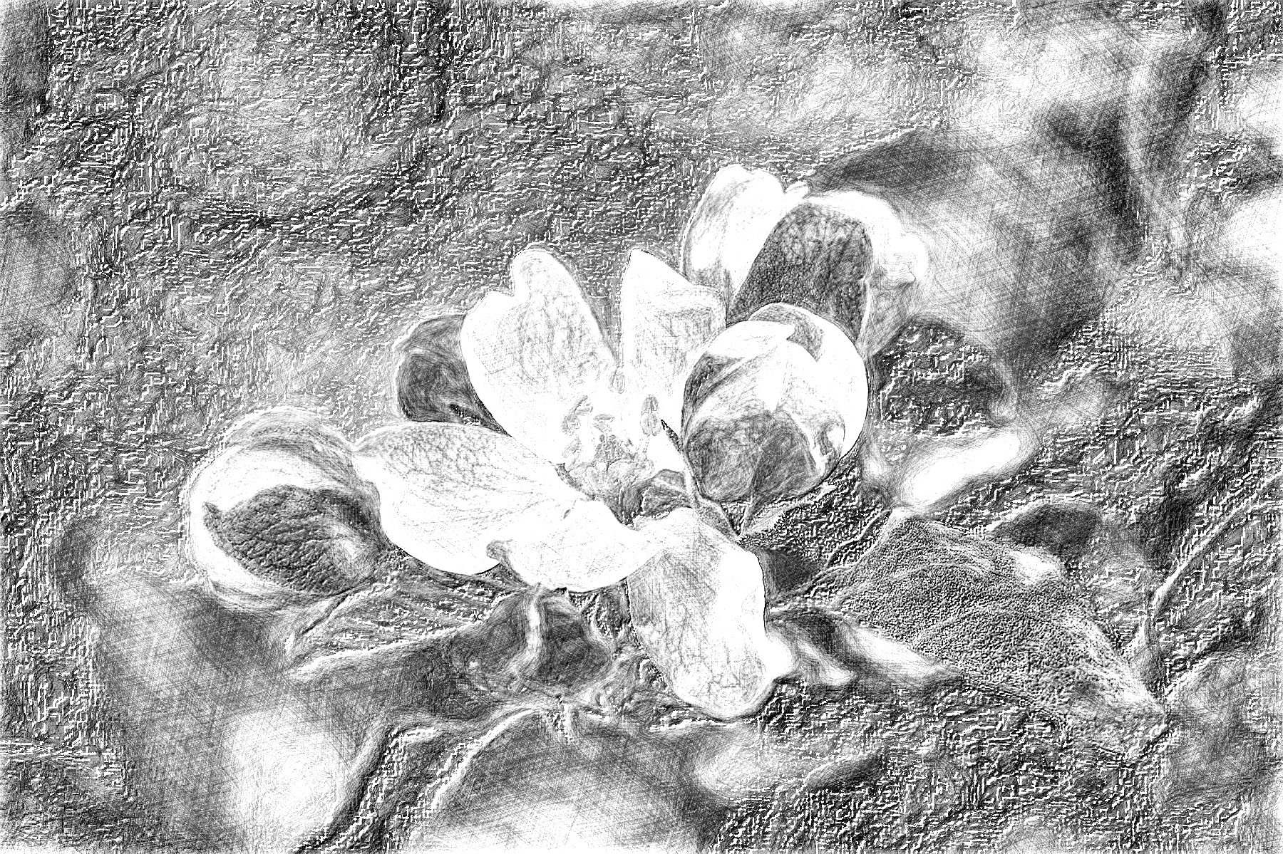 cherry-blossom-5043253_DN_DrawingEffects_B&W(GEGL desat C2G).jpg