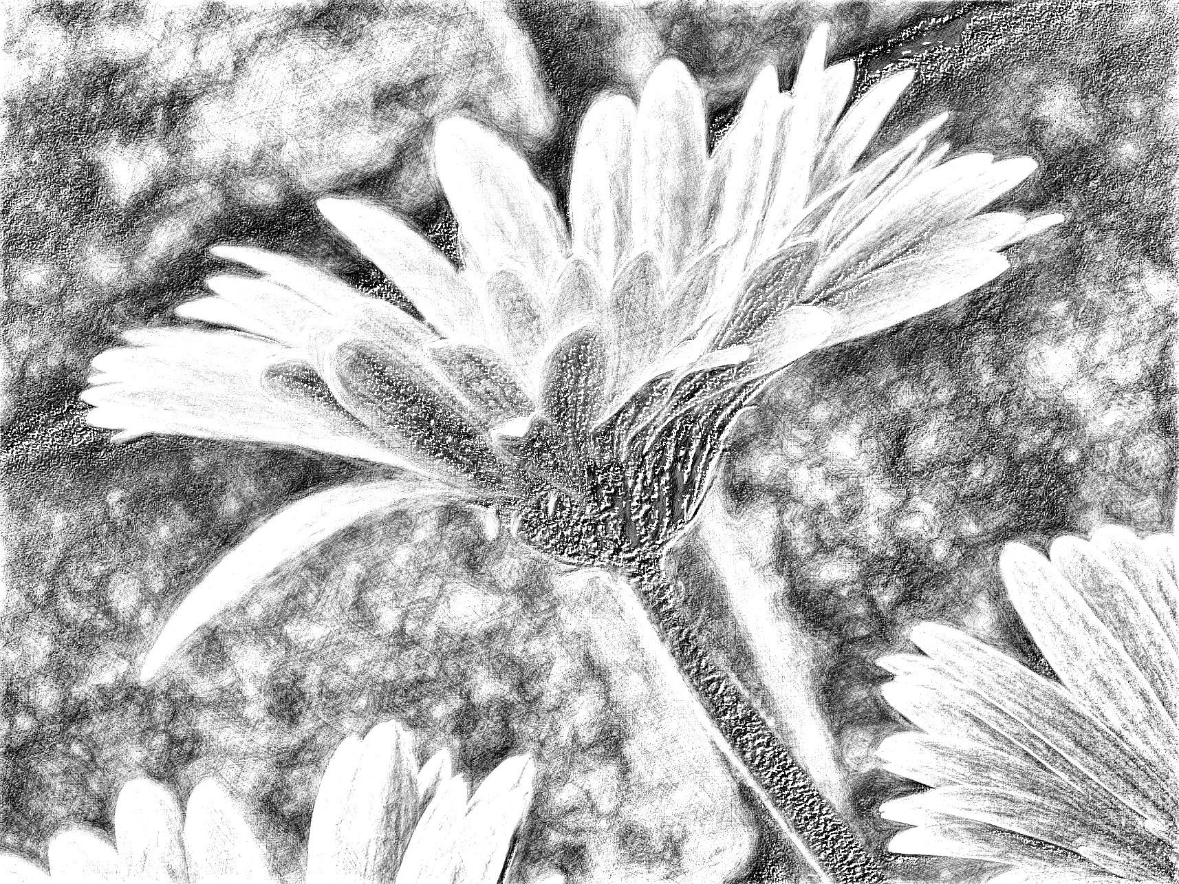 DSCN3559_DN_DrawingEffects_B&W(GEGL desat C2G).jpg