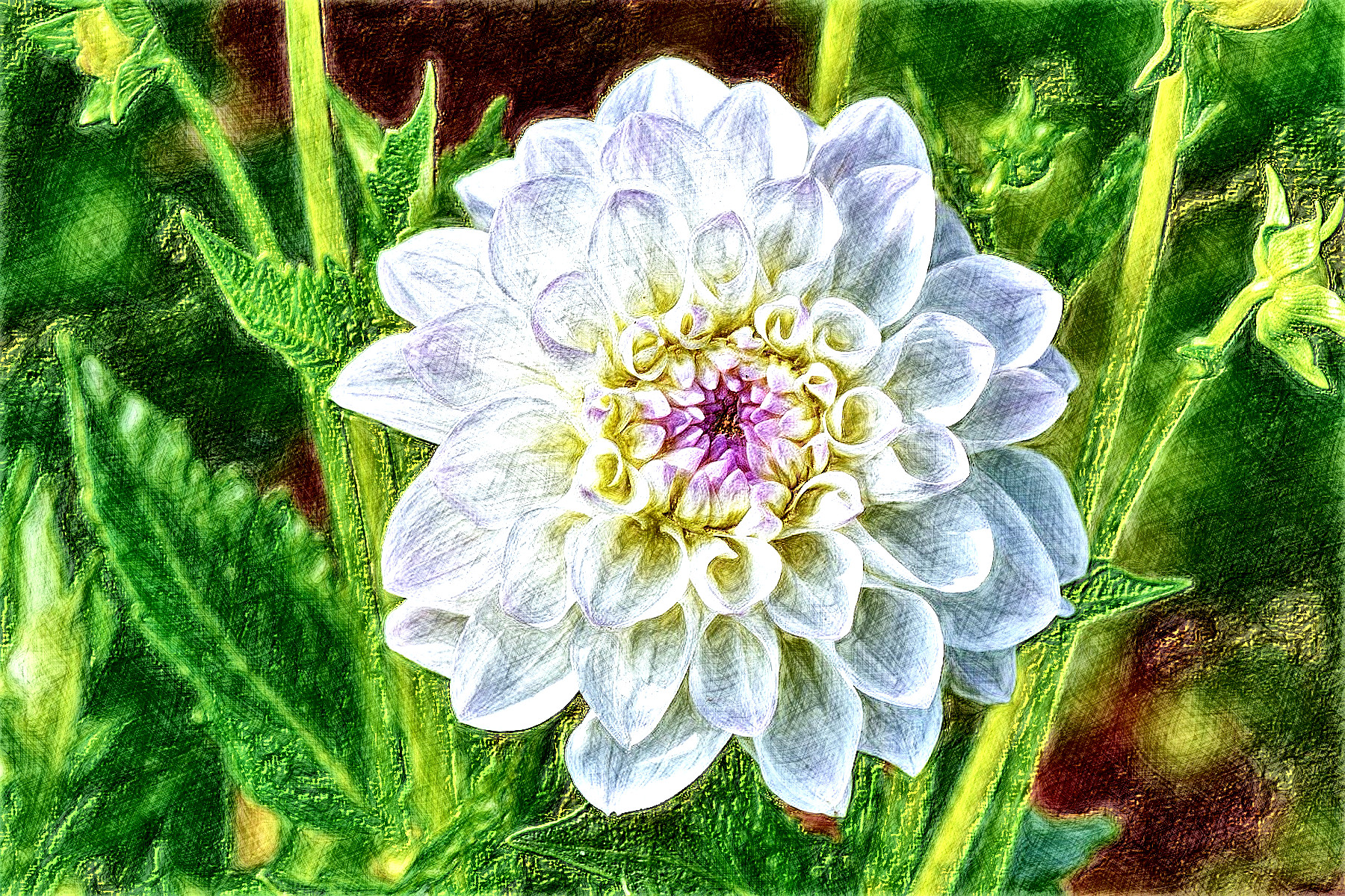 dahlia-3542887_DN_DrawingEffects_Colour(GEGL desat C2G).jpg