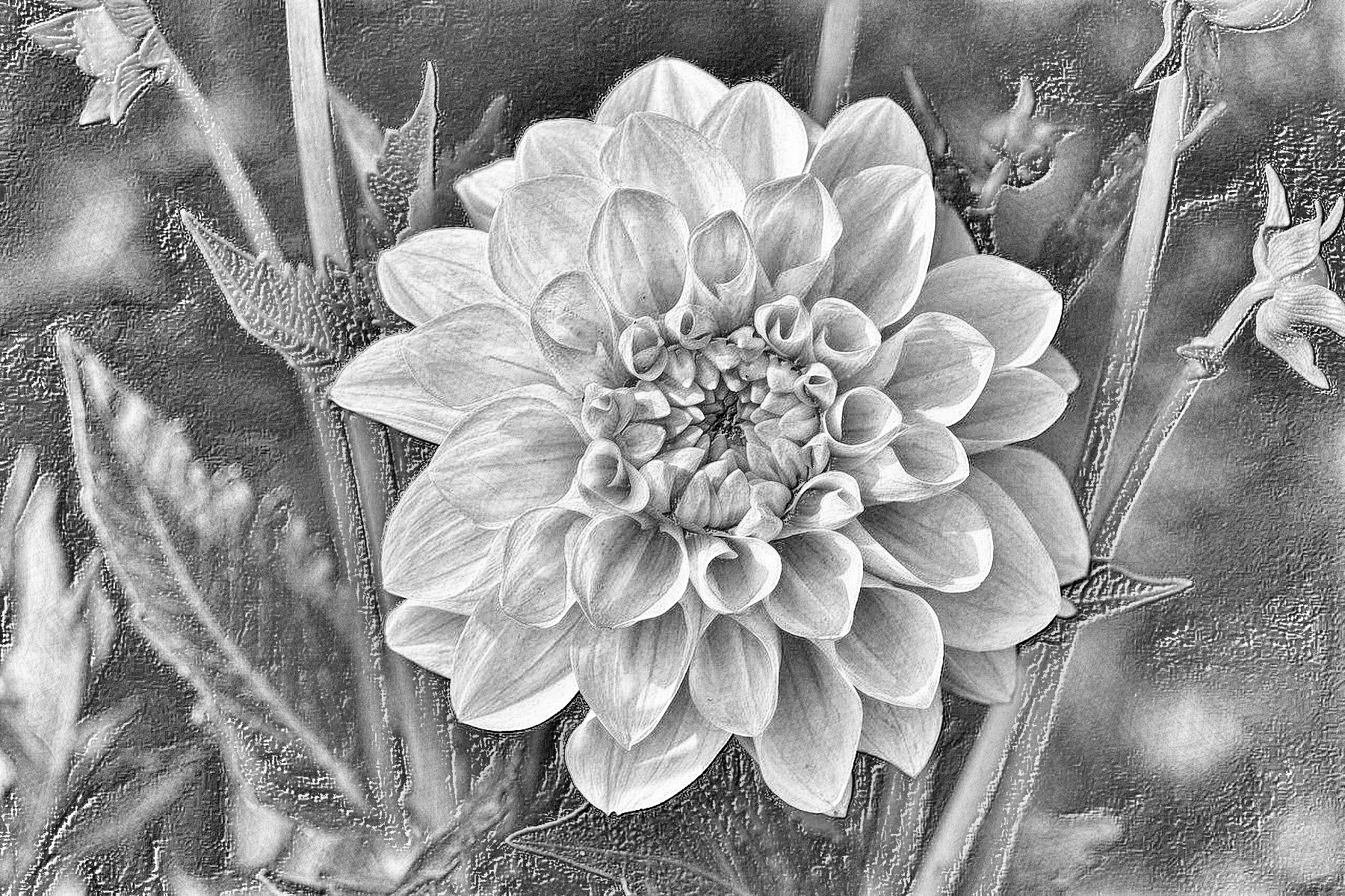 dahlia-3542887_DN_DrawingEffects_B&W(GEGL desat C2G).jpg
