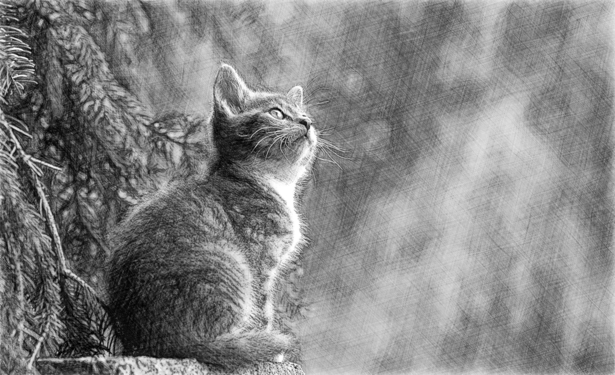 DrawStyleB_cat_Gray.png
