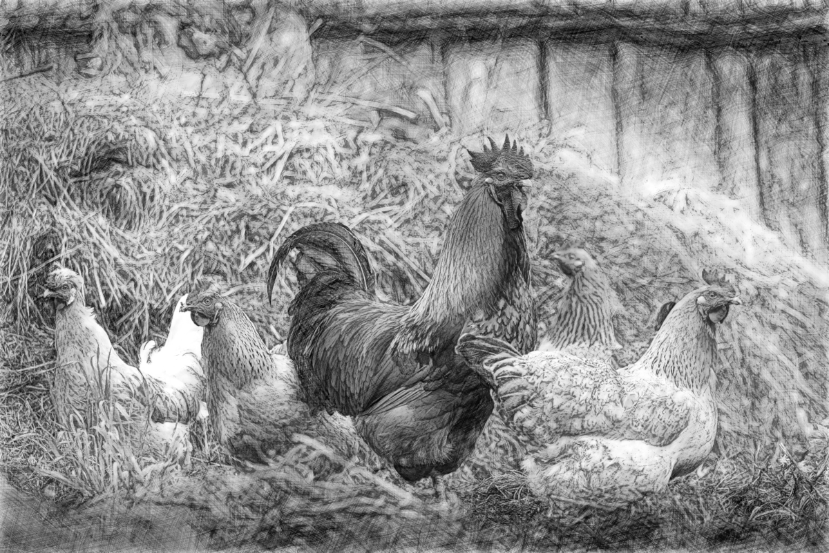 DrawStyleB_cock_Gray.png