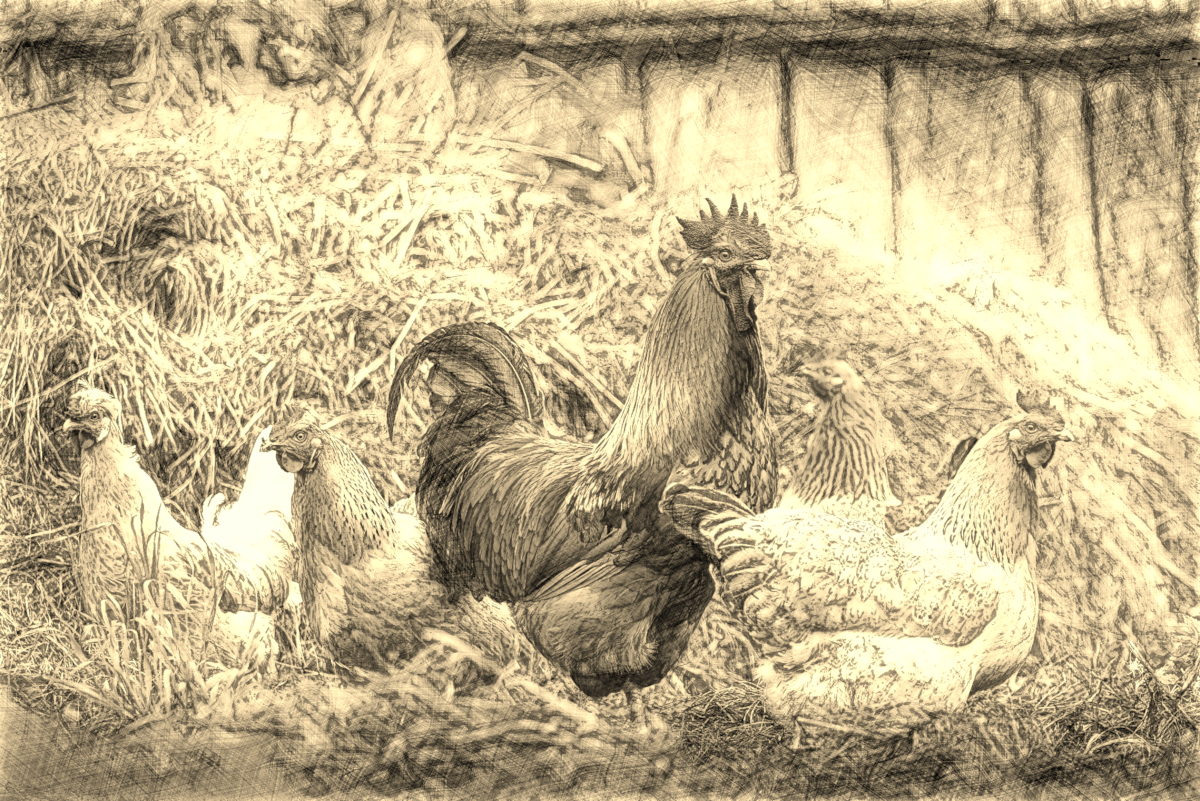 DrawStyleB_cock_Sepia.png