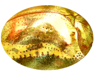 bright insect Issa.png