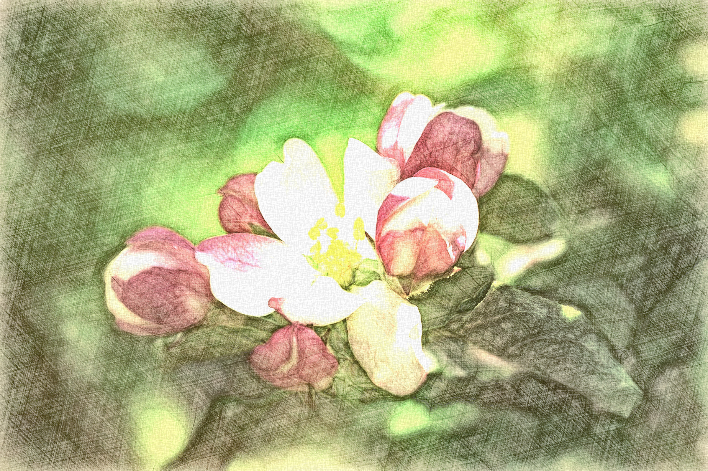 cherry-blossom-5043253_DN_DrawingD_LCD.jpg
