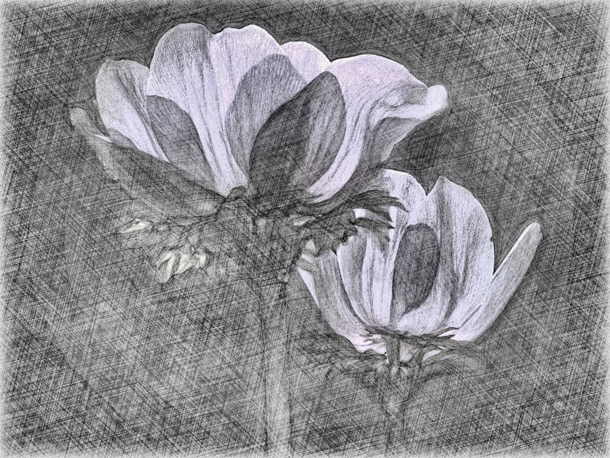 Anemone_Gray.png
