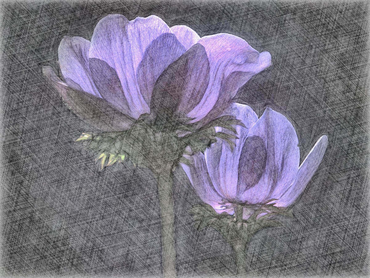 Anemone_LightColor.png