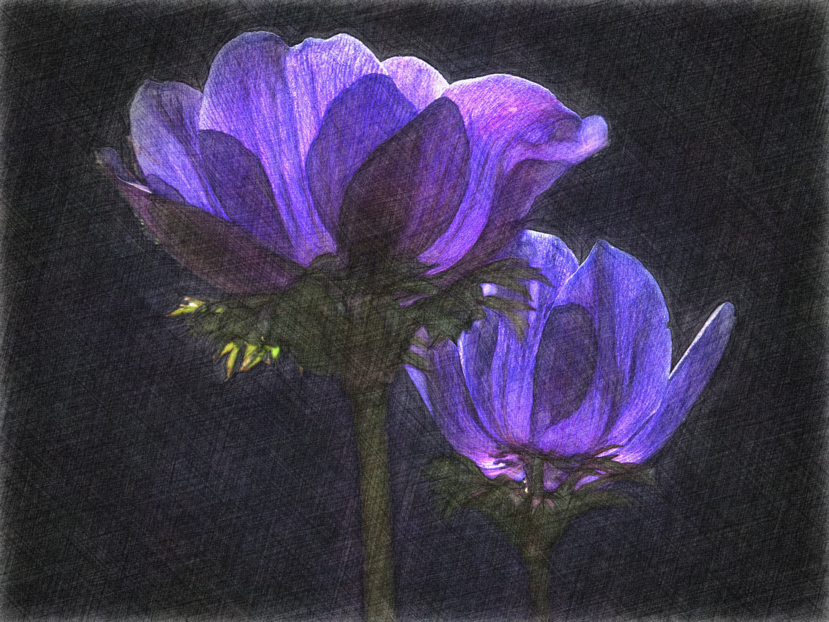 Anemone_Vivid.png