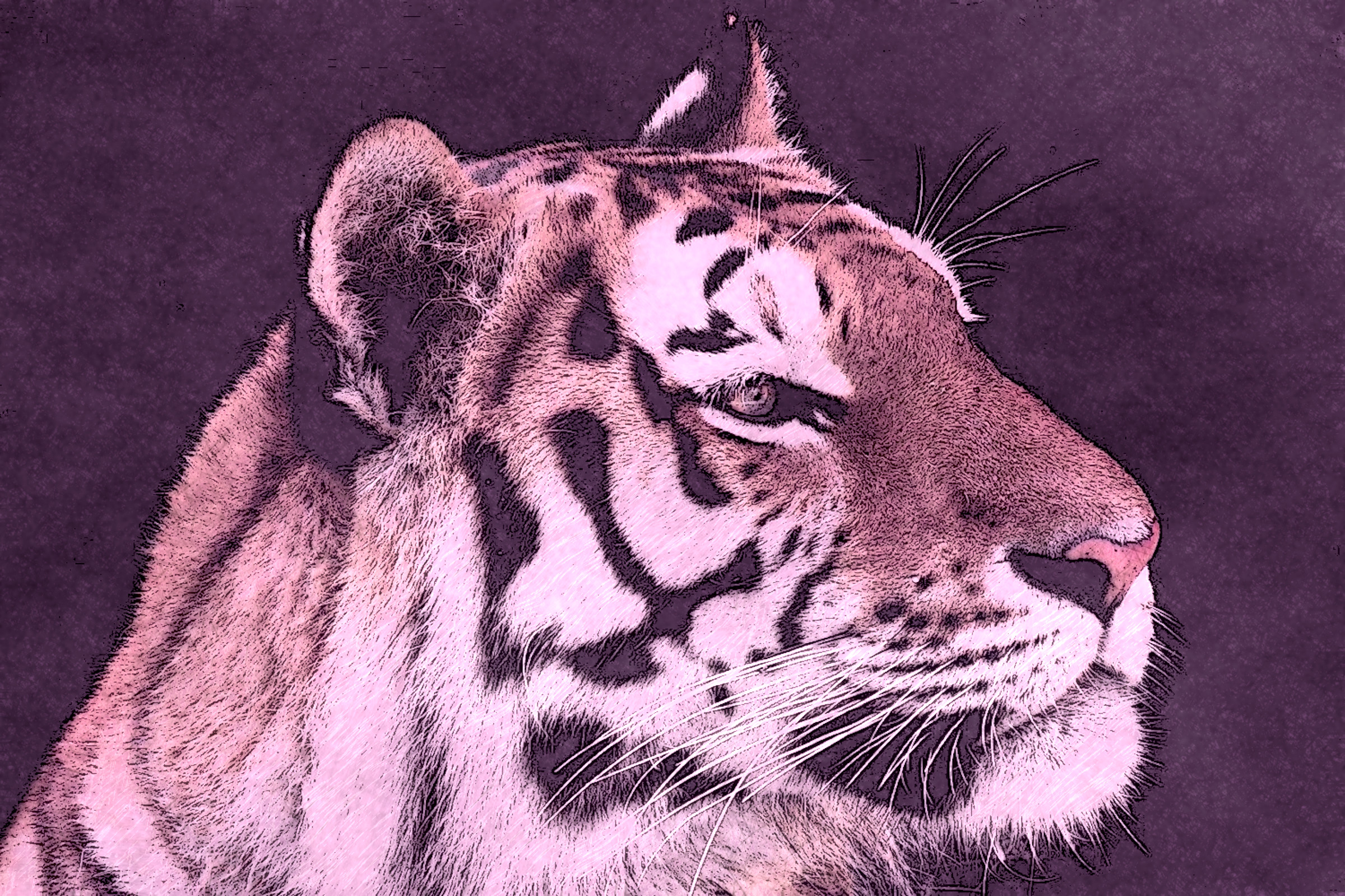 animal-5038384_DN_DrawingStyleE_MagentaGray_3_50%.jpg