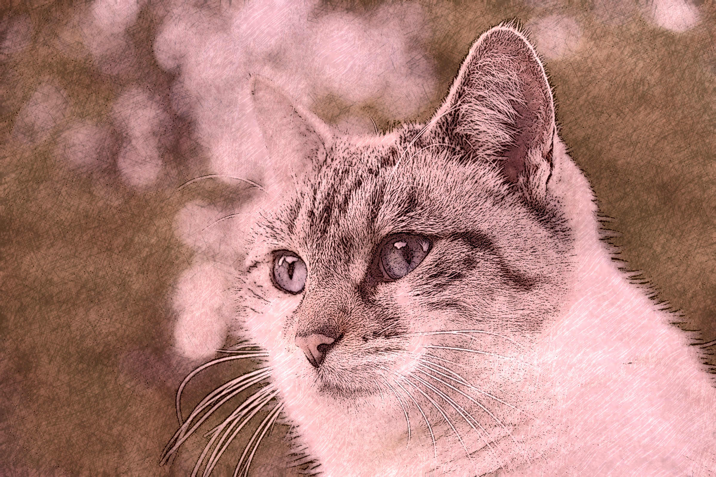 cat-4975982_DN_DrawingStyleE_RedGray_3_35%.jpg